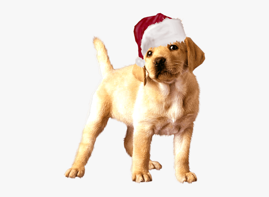 Golden Retriever Animated, HD Png Download, Free Download