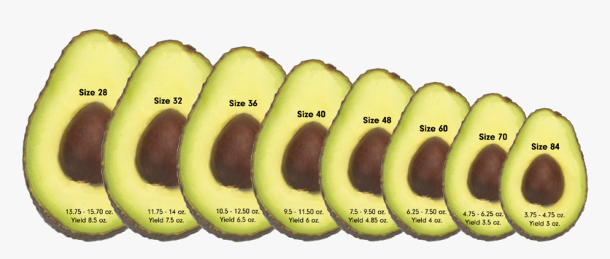 Avocado Sizes - 50 Grams Of Avocado, HD Png Download, Free Download