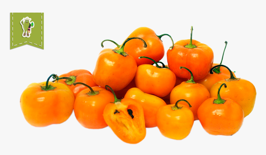 Chile De Manzana, HD Png Download, Free Download