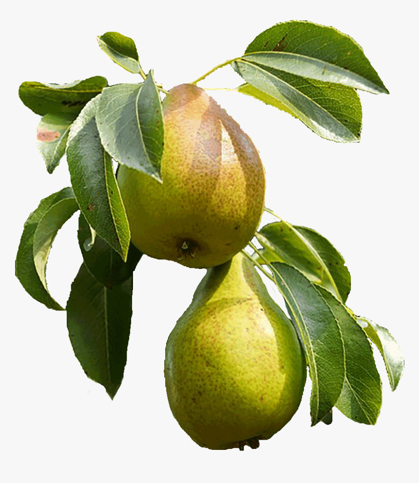 Transparent Pears Png - Pear, Png Download, Free Download