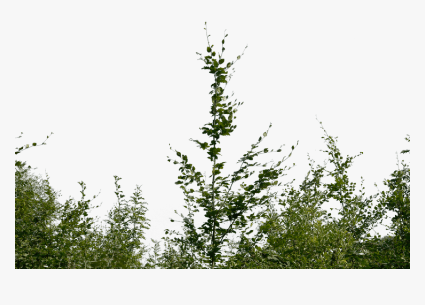 Foreground Bushes Png , Png Download - Bushes Png, Transparent Png, Free Download
