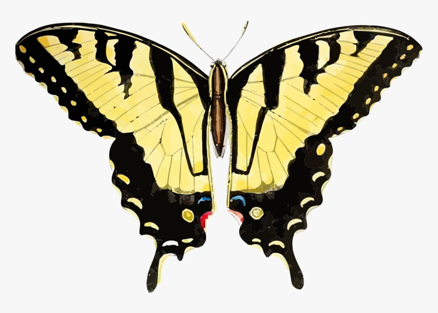 Butterfly,symmetry,moth - Swallowtail Tiger Monarch Butterfly, HD Png Download, Free Download