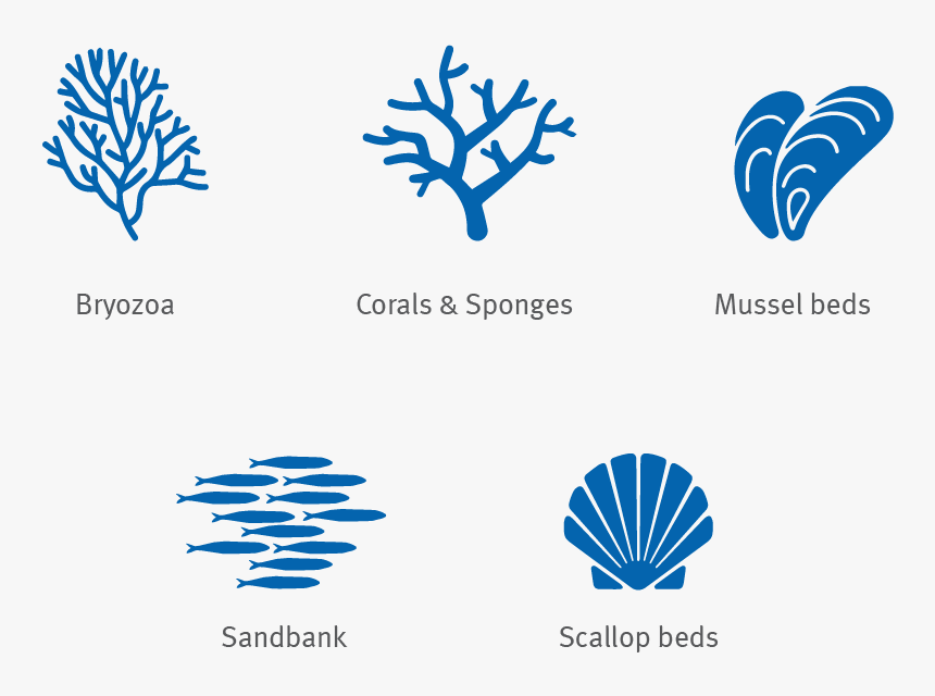 Bryozoa, Corals, Mussel, Sandbank, Scallop Silhouette, HD Png Download, Free Download