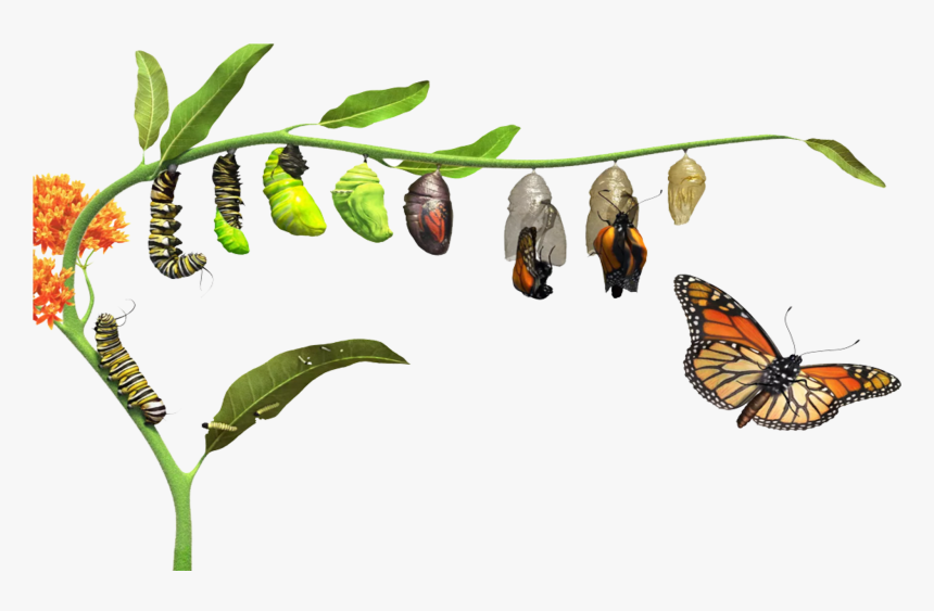 Butterfly Life Cycle, HD Png Download, Free Download