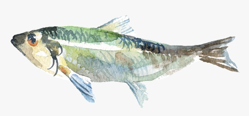 Acuarela Pintada A Mano Pescado Png Transparente, Png Download, Free Download