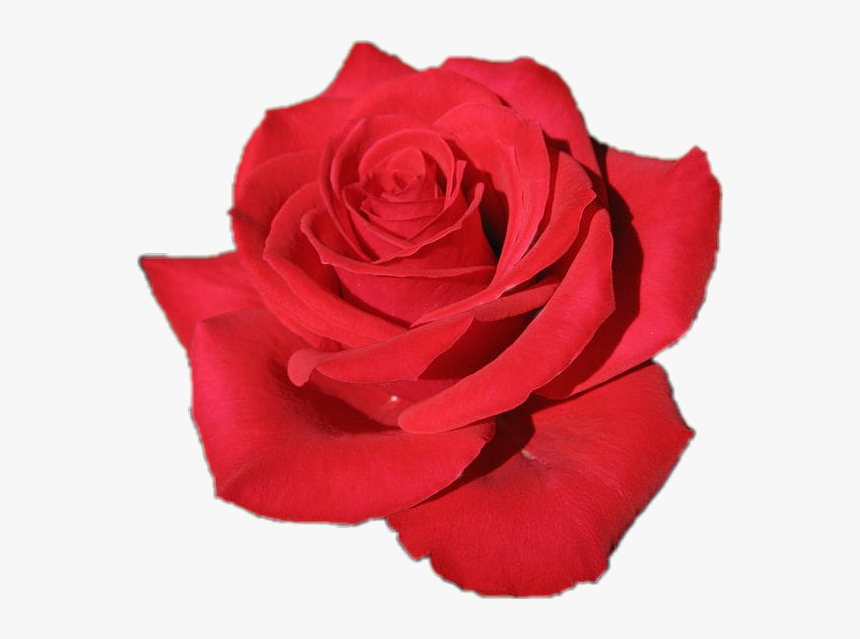 #flor #rosa #roja 🌹🌹🌹 - Red Queen Rose, HD Png Download, Free Download