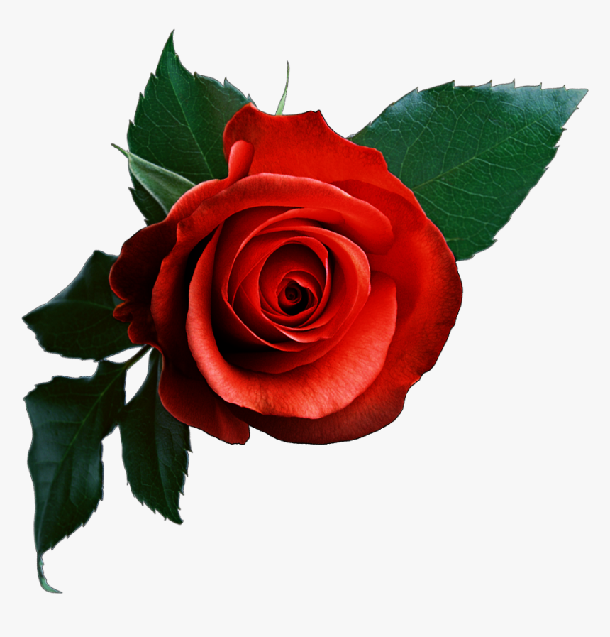 #rose #rosa #flower #flor #leaves #hojas #natural #nature - Beautiful Pink Rose Png, Transparent Png, Free Download