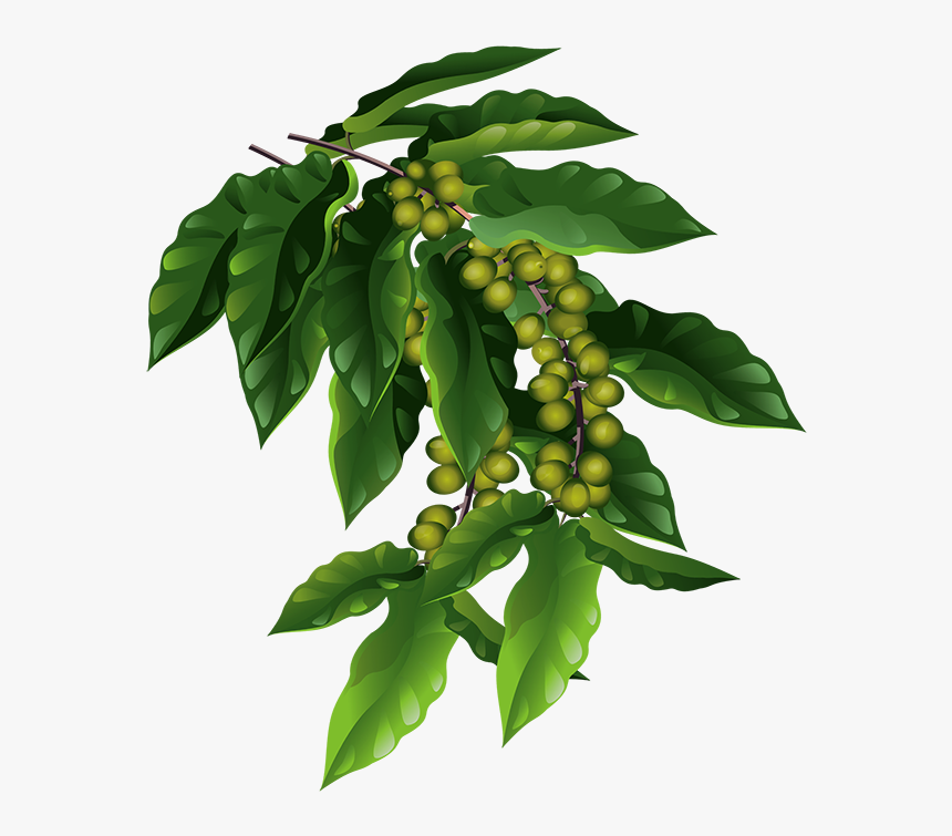 Coffee Plant Png - Coffee Plant Png Transparent, Png Download, Free Download