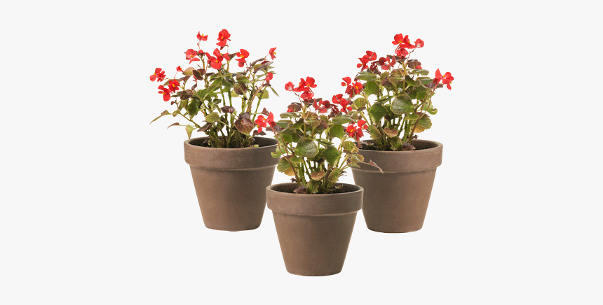 Begonia Trio - Outdoor/indoor Plant - Flowerpot, HD Png Download, Free Download