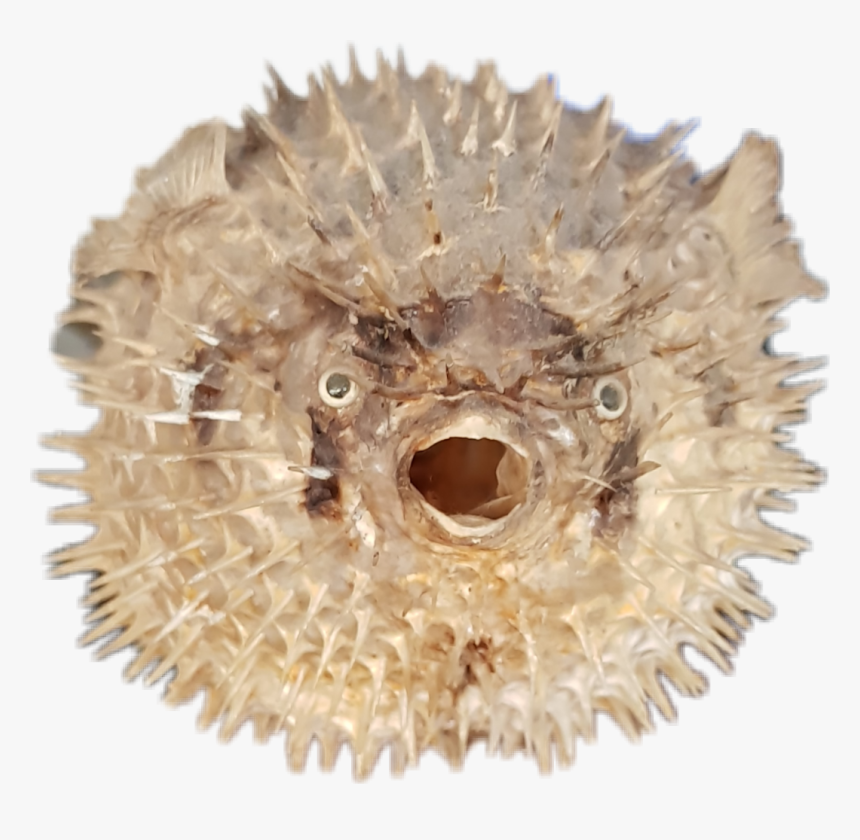 ##pescado #fish #pezglobo #pufferfish - Blowfish, HD Png Download, Free Download