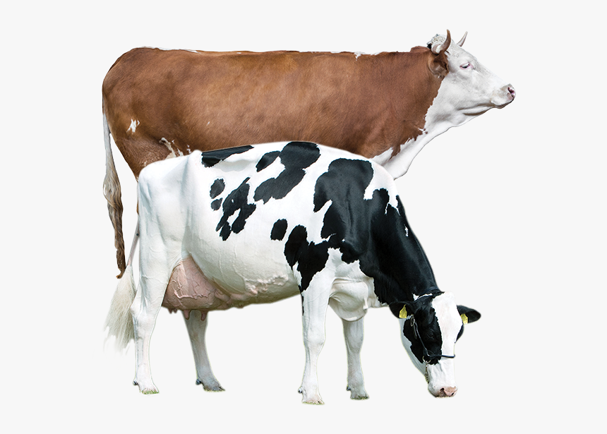 Productanimals Layout Cow Transparent - Cow Pig And Rooster, HD Png Download, Free Download