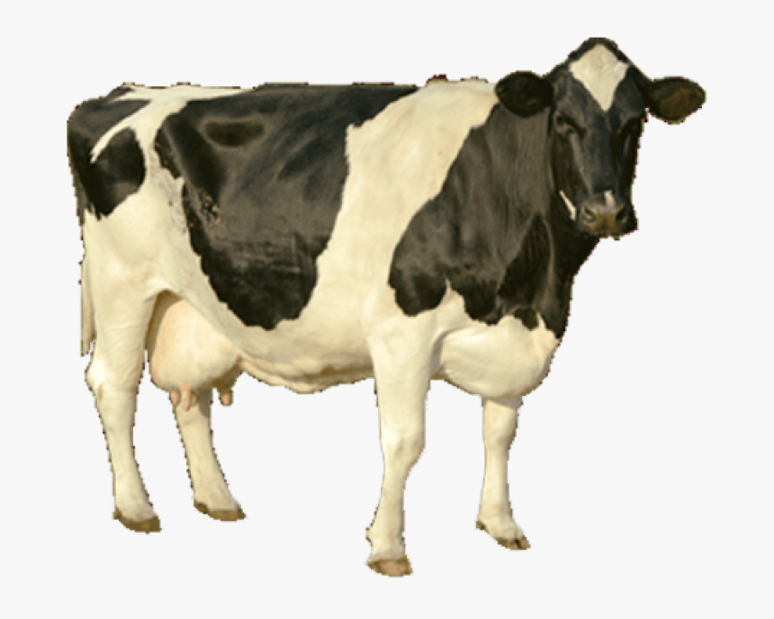 Cow Png Image - Cow Hd Image Png, Transparent Png, Free Download