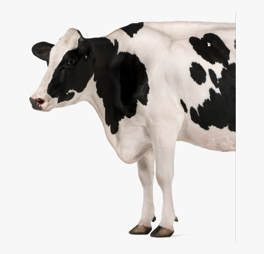 Qualigrass Cow, HD Png Download, Free Download