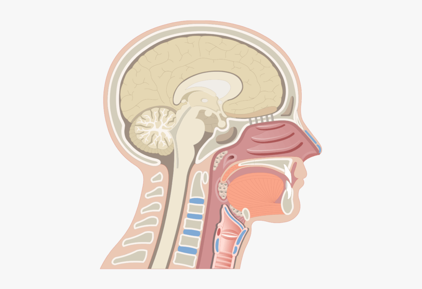 Midsagittal View Of The Nasal Cavity - Eustachian Tube Pharynx, HD Png Download, Free Download