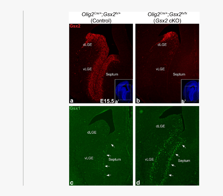 Olig2 Ganglionic Eminence Expression, HD Png Download, Free Download