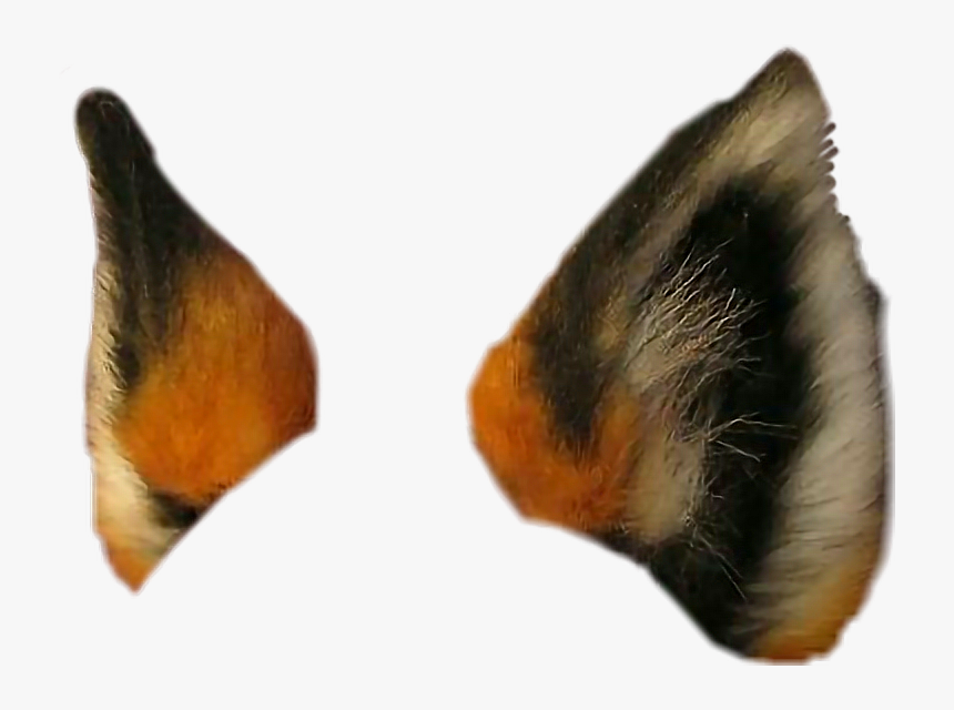 #foxears #fox #foxy #animal #animalears - Transparent Fox Ears, HD Png Download, Free Download