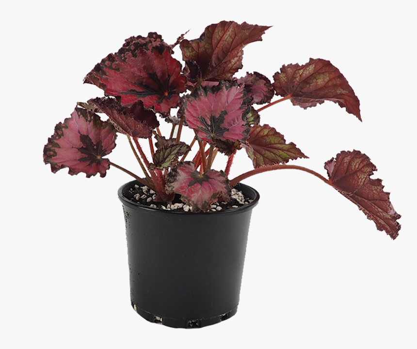 Begonia Rex, HD Png Download, Free Download