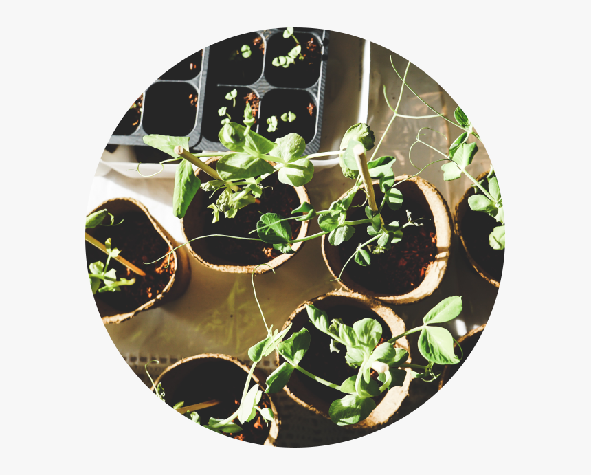 Sustaining-circle - Plants, HD Png Download, Free Download