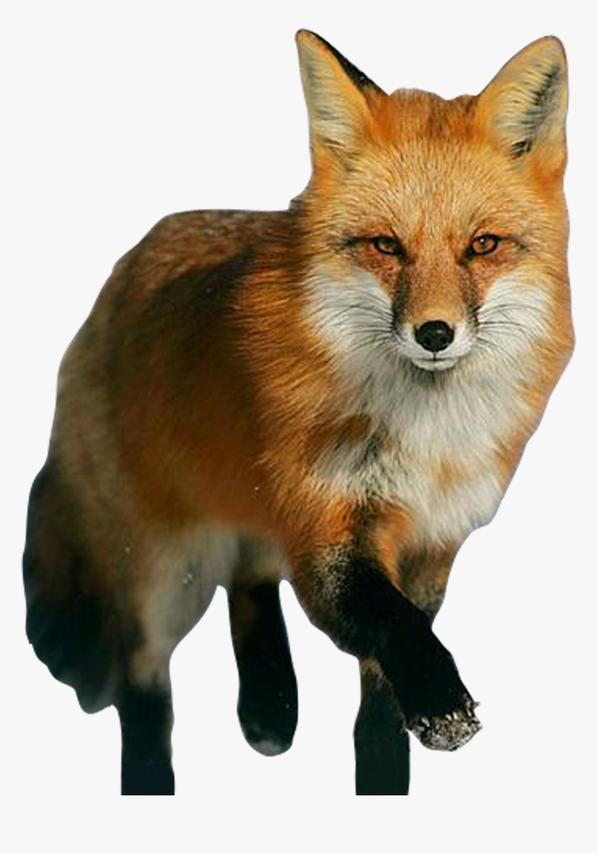 Red Fox Png, Transparent Png, Free Download