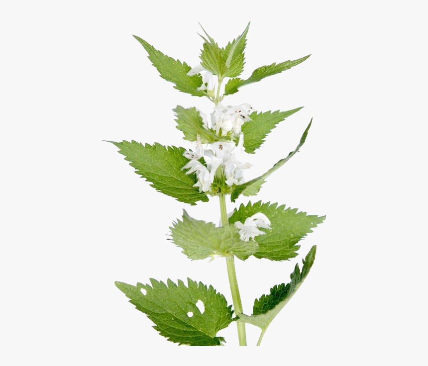 Green Big Ripped Nettle Pictures - Lamium Album Flower, HD Png Download, Free Download