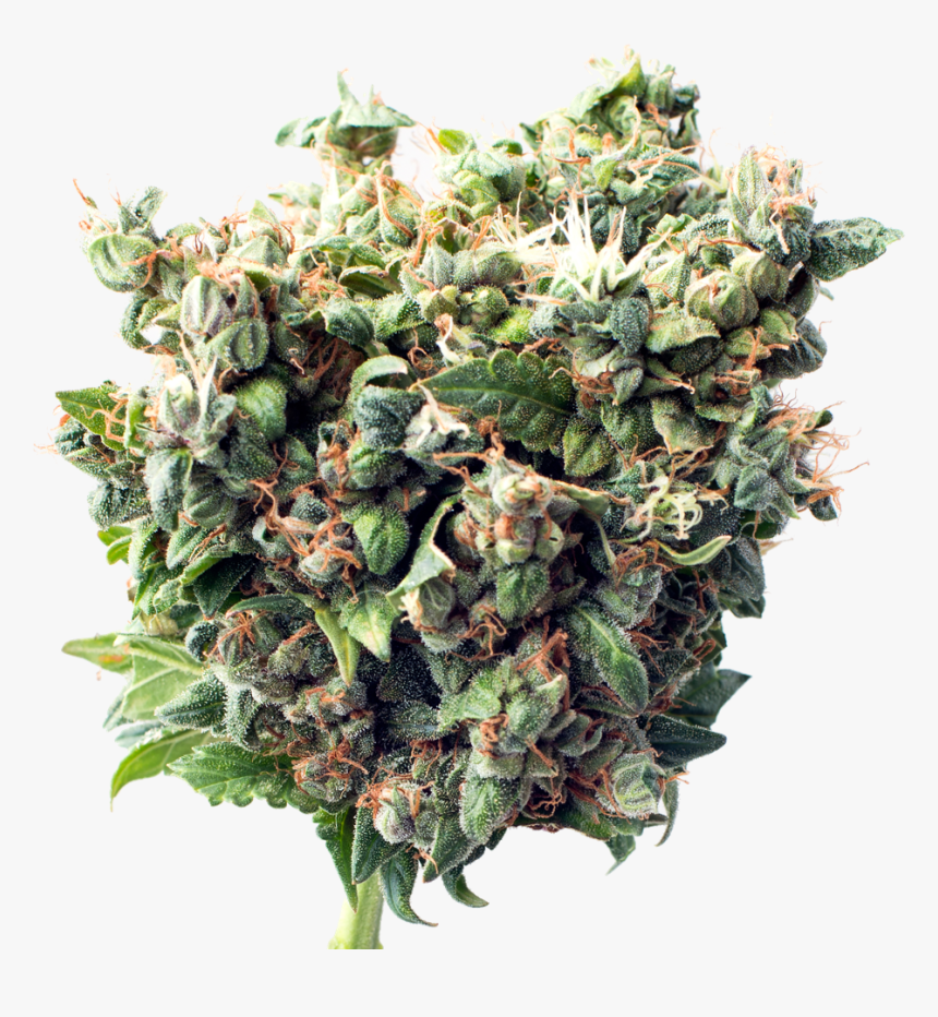 Critical Autoflower, HD Png Download, Free Download