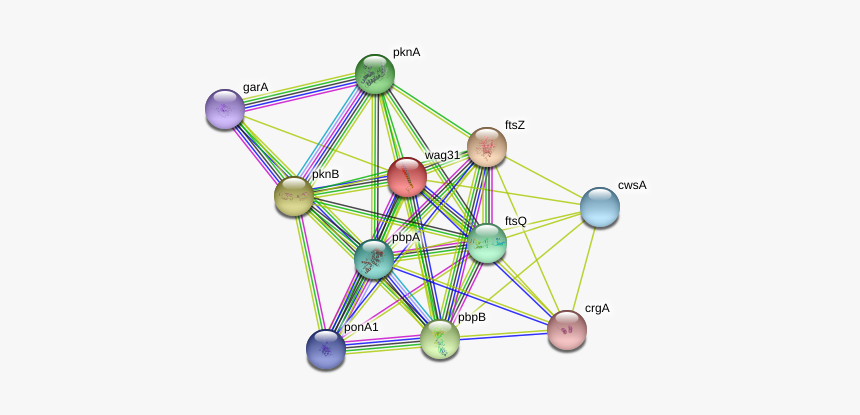 Wag31 Protein, HD Png Download, Free Download