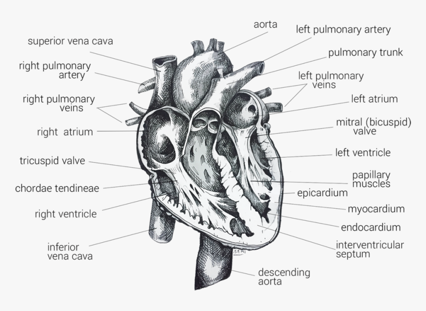 Singha Hon Heart Womanly Web Site 3 - Drawing, HD Png Download, Free Download