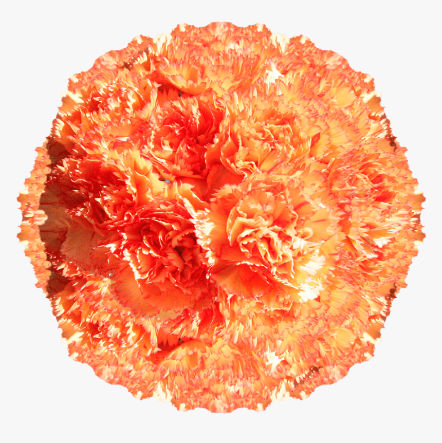 Orange Carnations For Carnation Flower Arrangements - Begonia, HD Png Download, Free Download