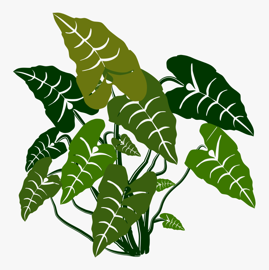 Elephant Ears - Elephant Ear Plant Vector, HD Png Download, Free Download