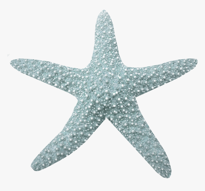 Морская звезда. Синяя морская звезда. Морская звезда на белом фоне. Морская звезда фигура. Морские звезды без