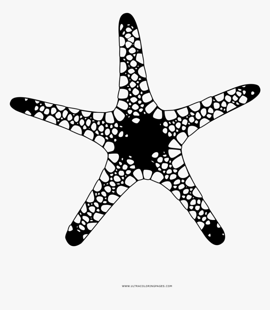 Estrella De Mar Página Para Colorear - Stella Marina Disegnata Png, Transparent Png, Free Download