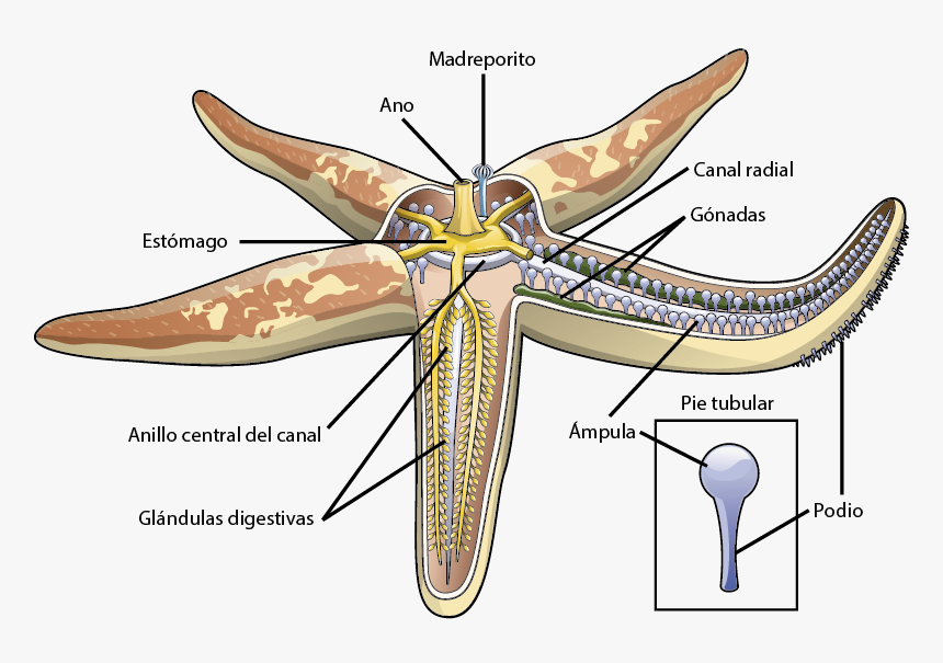 Endocrine System Of Echinoderms, HD Png Download, Free Download