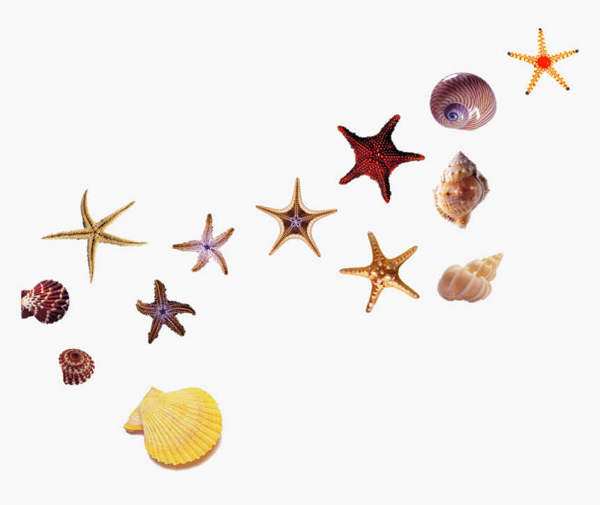 Beach Starfish Sea Hotel - Beach Starfish Png, Transparent Png, Free Download