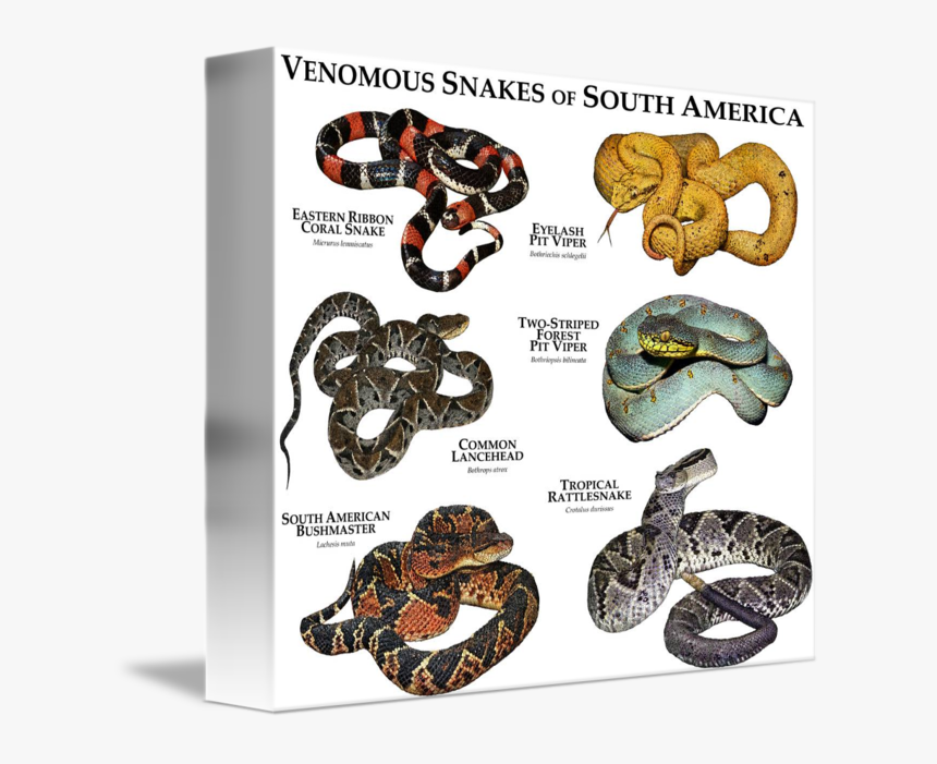 Venomous Snakes Of South America By Roger Hall Clipart, HD Png Download, Free Download