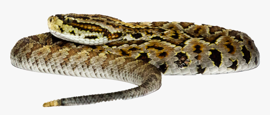 Burmese Python, HD Png Download, Free Download