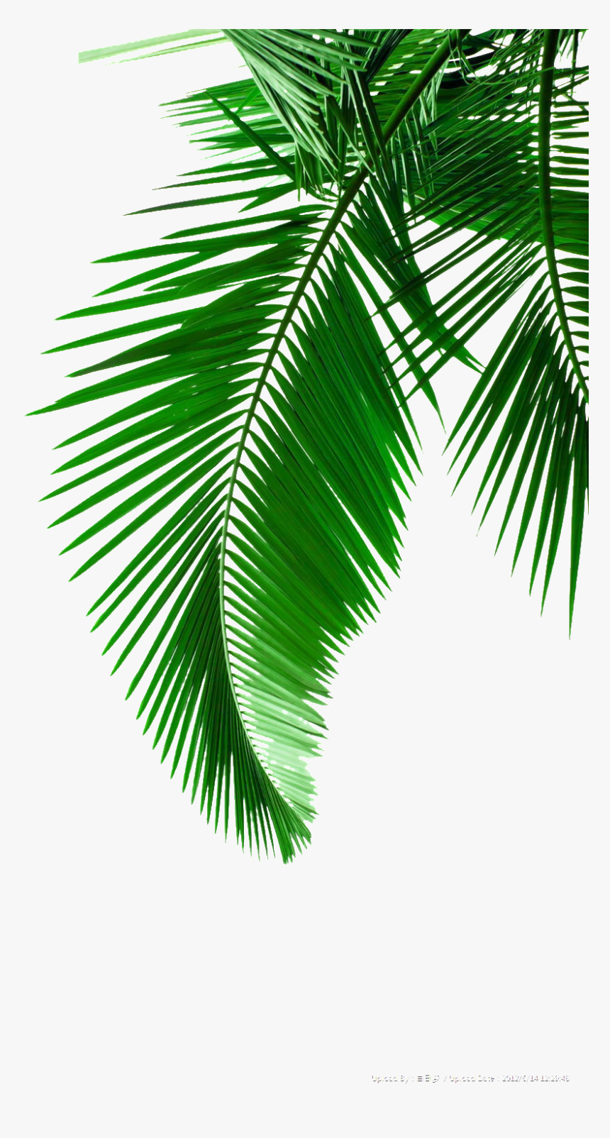 Creative Green Leaf Drawing Transparent Decorative - High Resolution Palm Tree Leaf, HD Png Download, Free Download