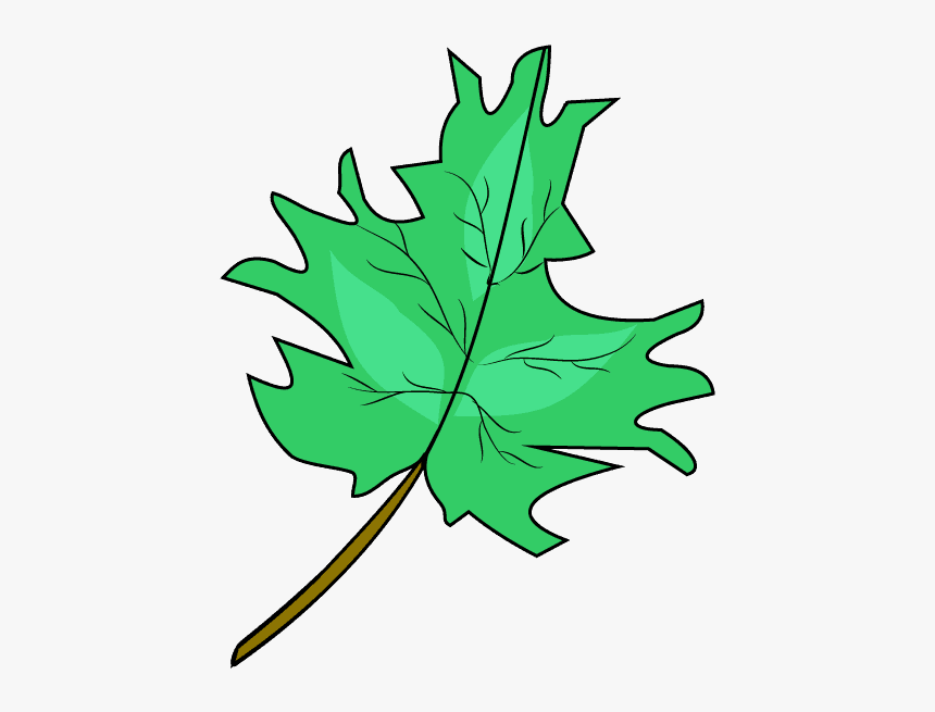 How To Draw Maple Leaf - Maple Leaf Green Drawing, HD Png Download, Free Download