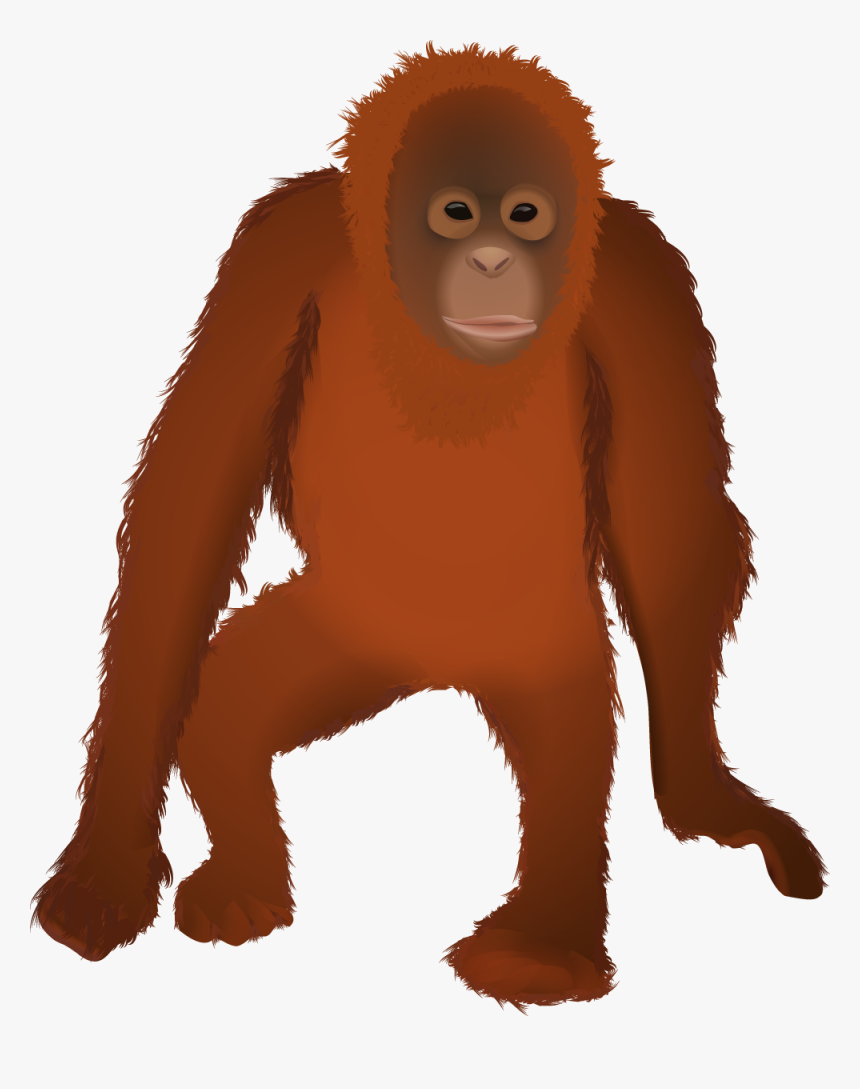 Osmawani Osmawanio Twitter - Transparent Background Orangutan Clip Art, HD Png Download, Free Download