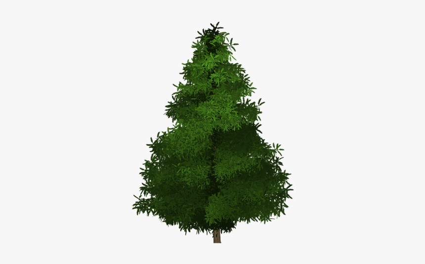 Spruce, HD Png Download, Free Download