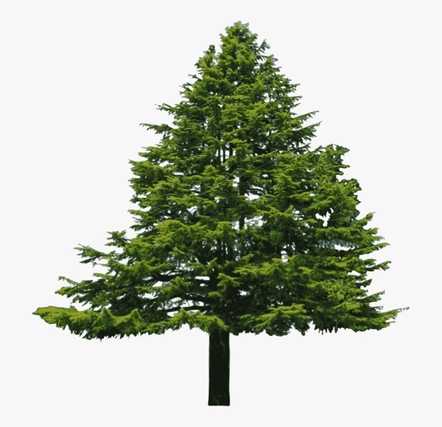 Fir,pine Family,christmas Decoration - Douglas Fir Tree Png, Transparent Png, Free Download