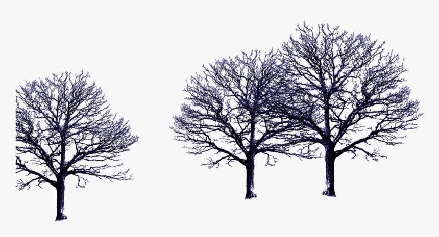 Tree With No Leaves, HD Png Download, Free Download