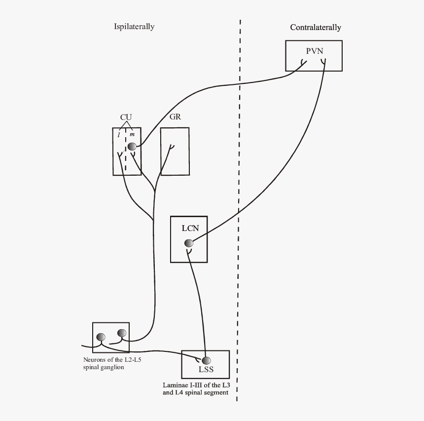 Diagram, HD Png Download, Free Download