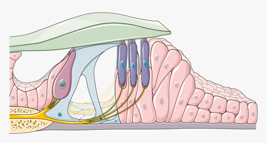 Organ Of Corti, HD Png Download, Free Download