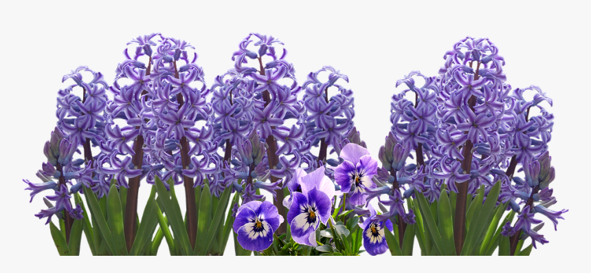 Hyacinth, HD Png Download, Free Download