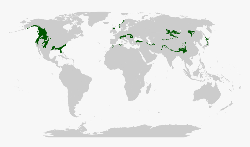 Coniferous Forest In World Map, HD Png Download, Free Download