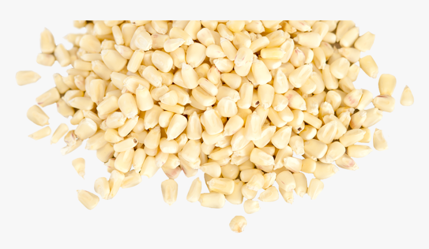 White Maize Seeds Png, Transparent Png, Free Download