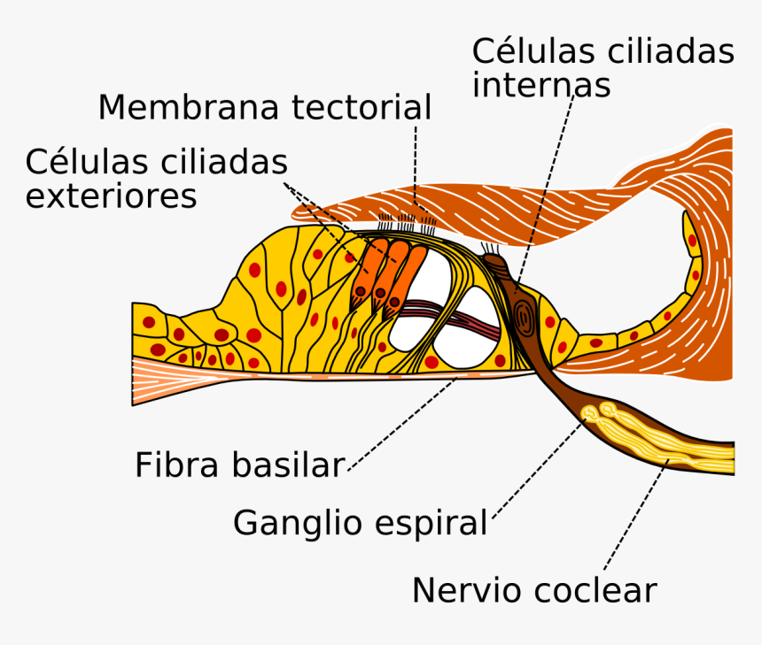 Organ Of Corti - Organ Of Corti Diagram, HD Png Download, Free Download