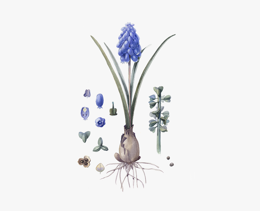 Grape Hyacinth, HD Png Download, Free Download