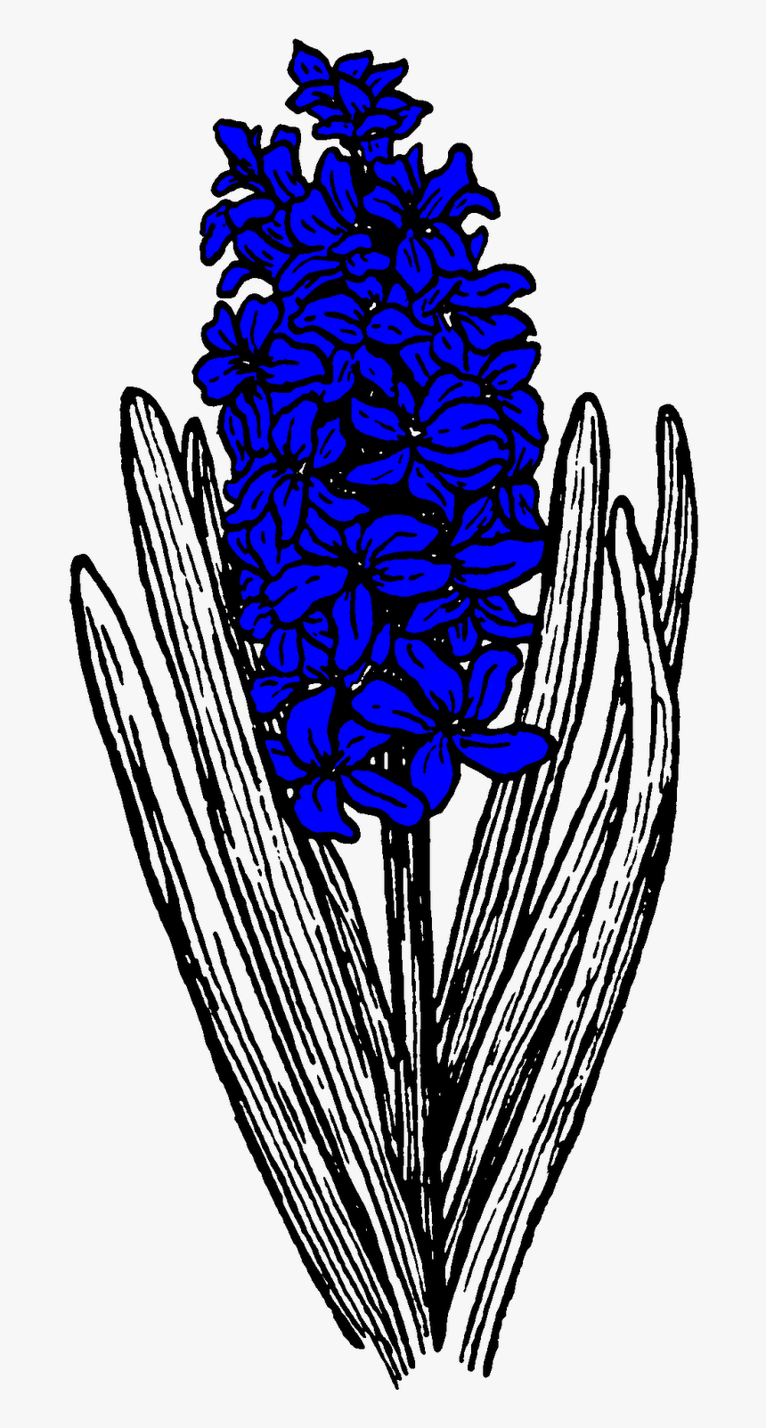 Hyacinths In Flower In The Pell Wall Garden - Santan Clipart Black And White, HD Png Download, Free Download