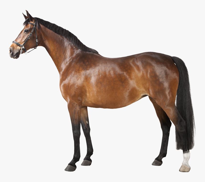 Horse Png, Transparent Png, Free Download